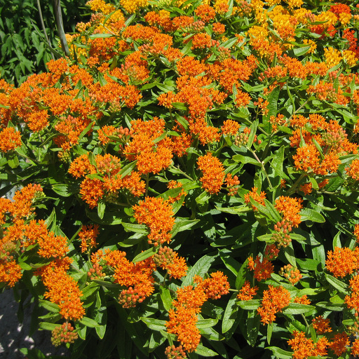 Asclepias tuberosa - Click Image to Close